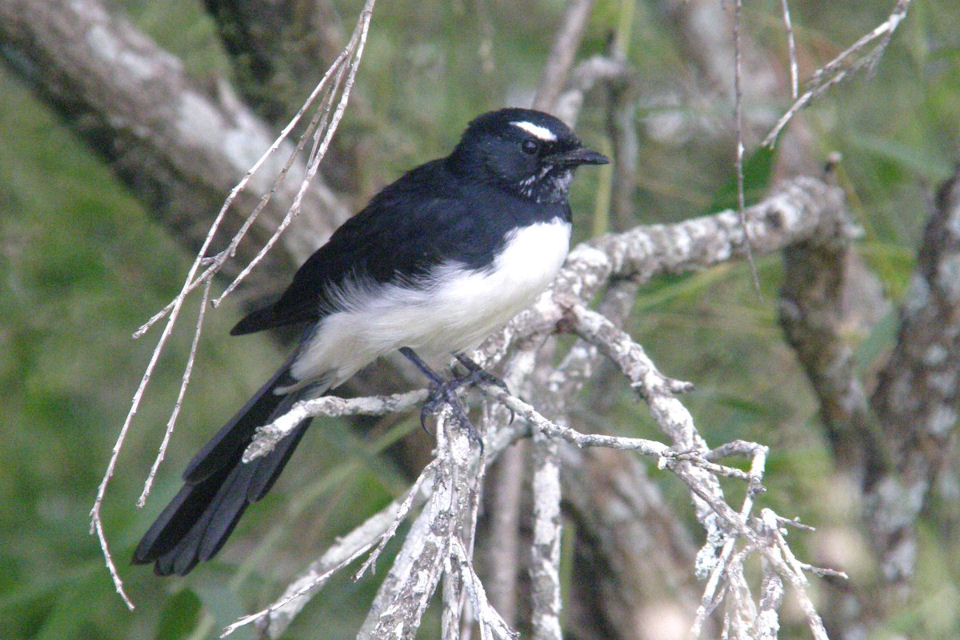 Willie Wagtail (Rhipidura leucophrys)